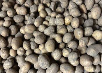 Ziemniaki 35/45mm Soraya