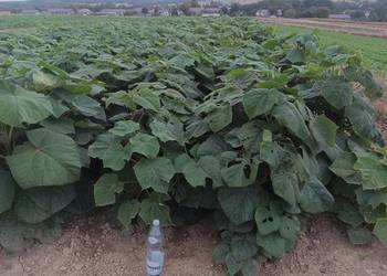 Paulownia shan tong, drzewo tlenowe, paszport, karpa, korzeń