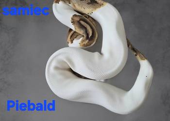 Piebald  samiec