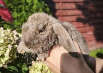 Królik miniaturowy mini lop