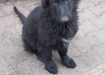 Owczarek staroniemiecki długowłosy