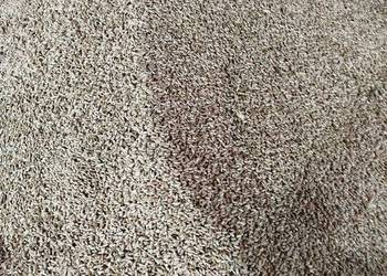 Sprzedam Pszenżyto Pszenice ozimą Siano