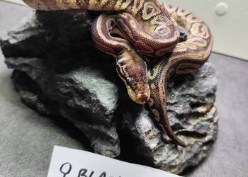 Pytony Królewskie tegoroczne maluchy