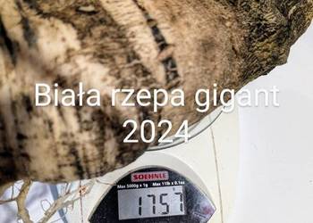 Biała rzepa gigant nasiona 2024