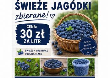 Jagody
