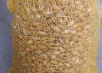 Cebula Dymka Sochaczewska Efekt