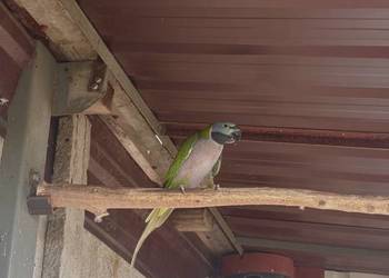 Aleksandretta Chińska samica 2010 rok