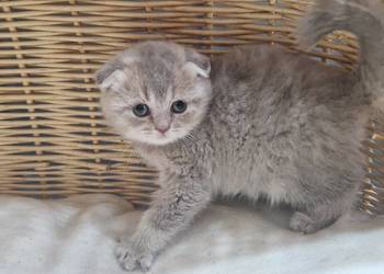 Kotka Szkocka liliowa zwisłoucha