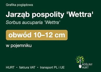 Jarząb pospolity 'Wettra' obwód 10-12 cm, w pojemniku – HURT