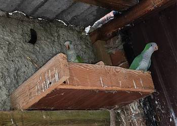 Sprzedam Papugi Mnichy