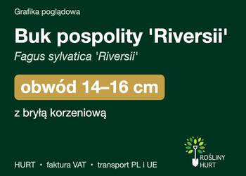Buk pospolity 'Riversii' obwód 14-16 cm, z bryłą – HURT