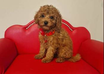 Pudel Toy red,pudelek suczka