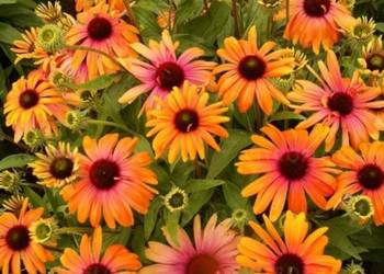 JEŻÓWKA RAINBOW MARCELLA - sadzonki w doniczkach