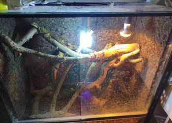 Wodnoagamy australijskie