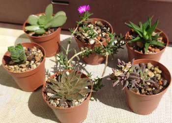 Sukulenty 6 szt kolekcja Trichodiadema Crassula Haworthia Delosperma
