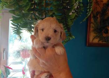 Maltipoo - suczka kremowa