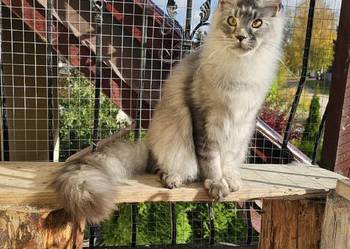 Srebrzysty tikowany Maine Coon