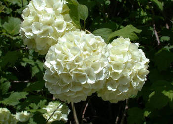 KALINA KORALOWA ROSEUM - sadzonki w doniczkach