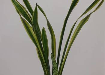 Sansewieria wysoka ponad 90cm, kilka roślin w doniczce