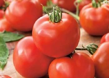 POMIDOR DELFINE - rozsada, sadzonka
