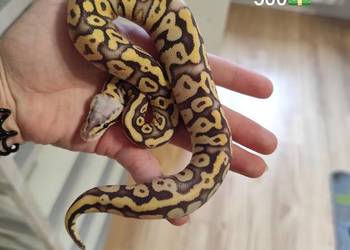 Pytony Królewskie tegoroczne maluchy