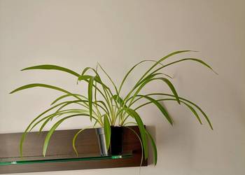 Zielistka zwisająca.Odbiór osobisty.