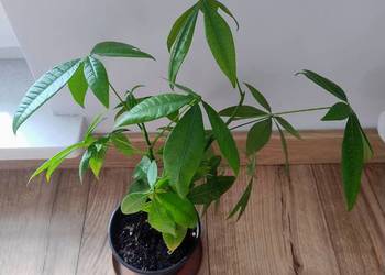 Pachira wodna, Pachira aquatica 37 cm