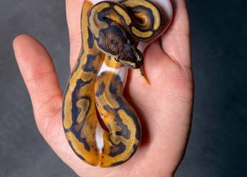 Pyton królewski samica, 3 miesiące. Geny: pied enchi