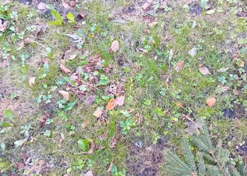 Oferta sprzedaży działki 1300m2 Owczarnia