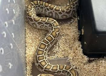 Birman hypo het pied