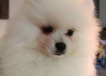 Szpic miniaturowy. Przepiękne misie.