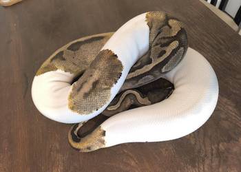 Pytam królewski samica pied