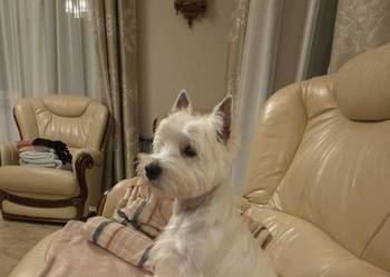 Suczka Wystawowa po Championach West Highland white Terrier ZKwP FCI