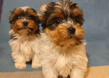 szczeniak sunia york biewer