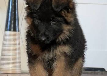 Owczarek niemiecki długowłosy