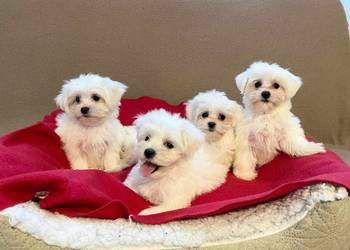 Maltańczyk maltanczyki