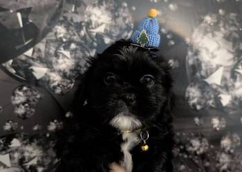 Szczenięta shih tzu z genem blue