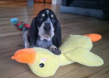 Mały gończy gaskoński FCI