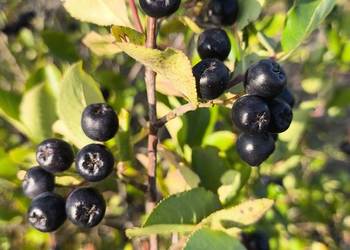 Aronia. Tylko wysyłka