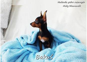 Mały Piesek BAKUŚ Ratlerek /sarenka Pinczer miniaturowy z Rodowodem 5m-cy