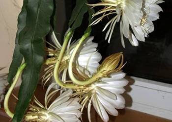 KRÓLOWA- NOCY--Ogromne egzotyczne KWIATY--epiphyllum- KAKTUS