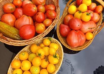 Nasiona pomidorów z Syberii