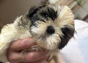 Sunia shih tzu z rodowodem gotowa do odbioru