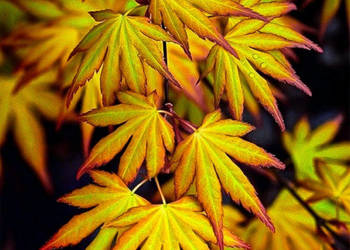 KLON PALMOWY KATSURA - sadzonki w doniczkach