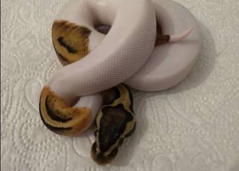 Python Królewski Pastel pied