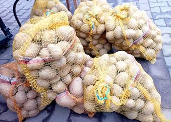 ZIEMNIAKI* odm. Gala Prosto od Rolnika : Jadalne + SADZENIAKI pak. po 15