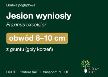Jesion wyniosły (Fraxinus excelsior) obwód 8-10 cm, z gruntu – HURT