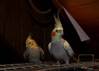 papugi nimfy 3 parki