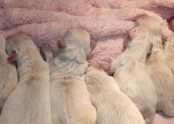 Szczenięta Golden Retriever ZKWP FCI