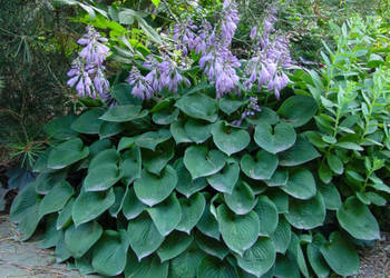 FUNKIA BLUE CADET Hosta - sadzonki w doniczkach !!